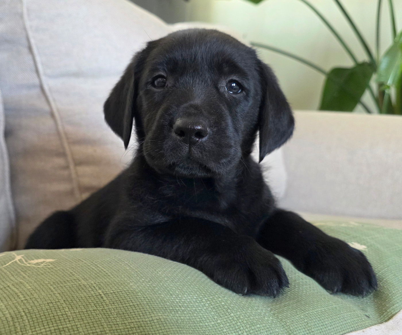 Du Jardin Des Capucines - Chiots disponibles - Labrador Retriever