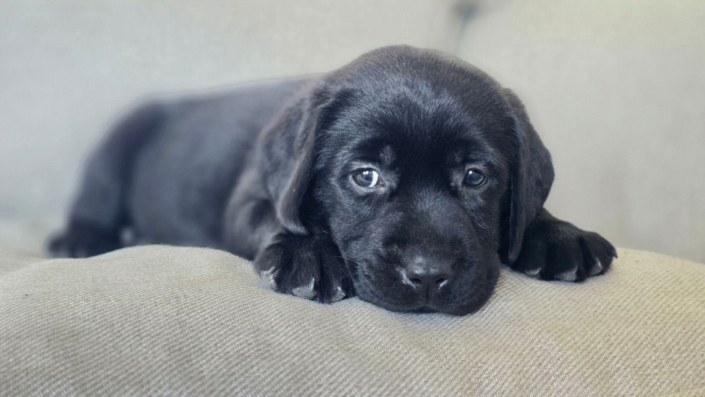 Du Jardin Des Capucines - Chiots disponibles - Labrador Retriever