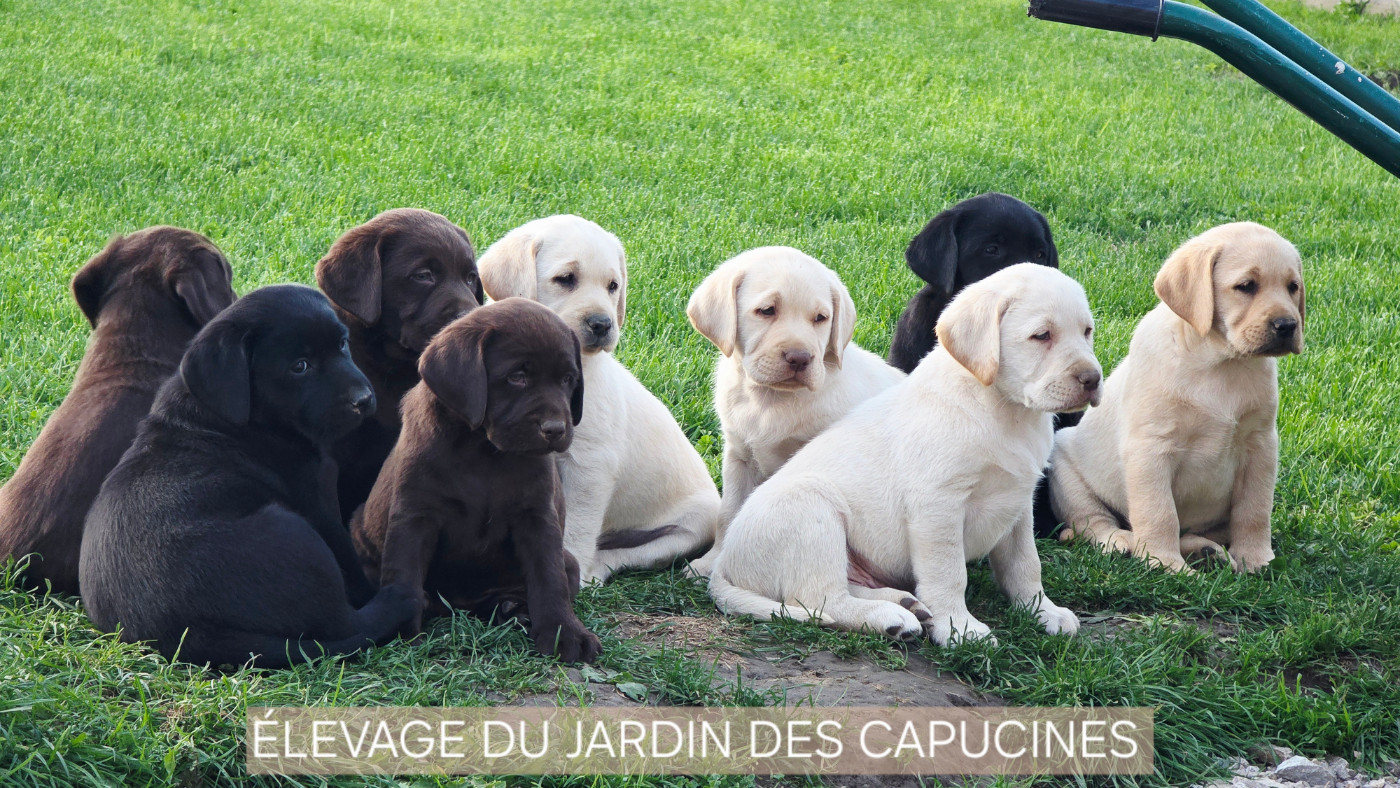 Du Jardin Des Capucines - Labrador Retriever - Portée née le 12/08/2026