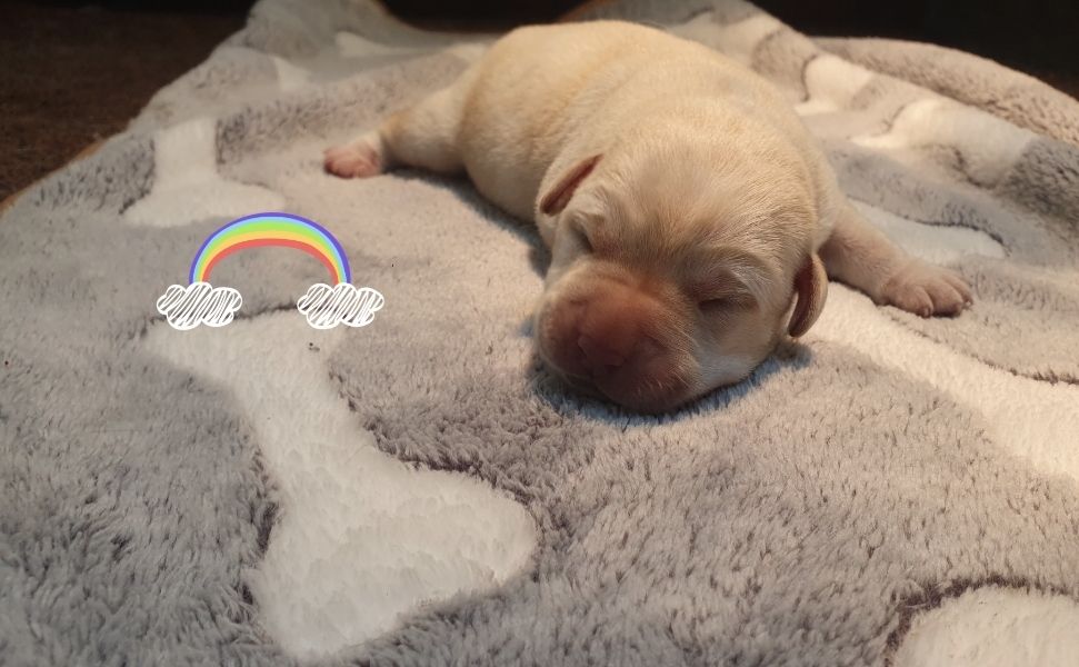 Du Jardin Des Capucines - Chiots disponibles - Labrador Retriever