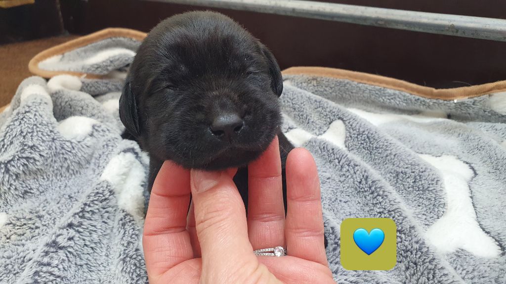 Du Jardin Des Capucines - Chiots disponibles - Labrador Retriever