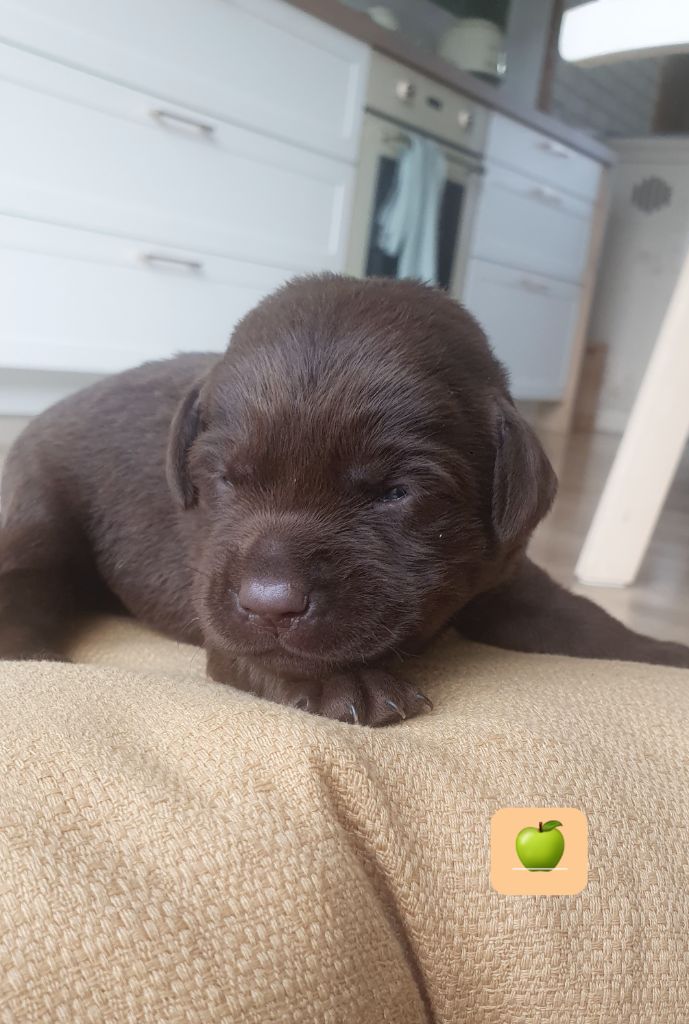 Du Jardin Des Capucines - Chiots disponibles - Labrador Retriever