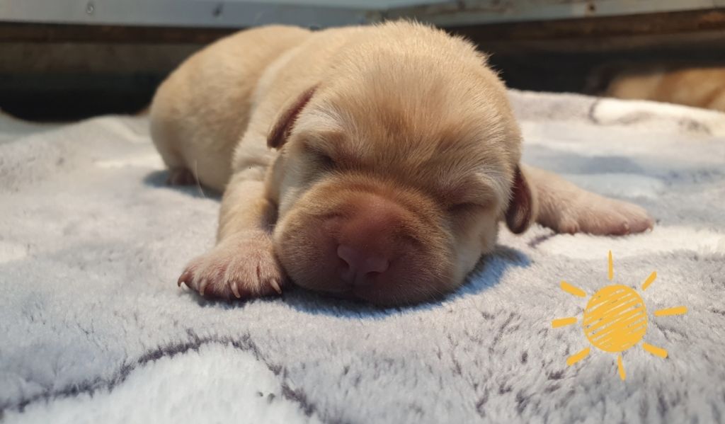 Du Jardin Des Capucines - Chiots disponibles - Labrador Retriever