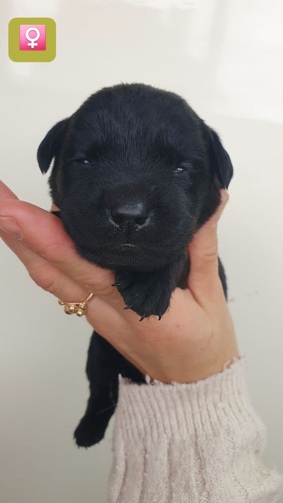 Du Jardin Des Capucines - Chiots disponibles - Labrador Retriever