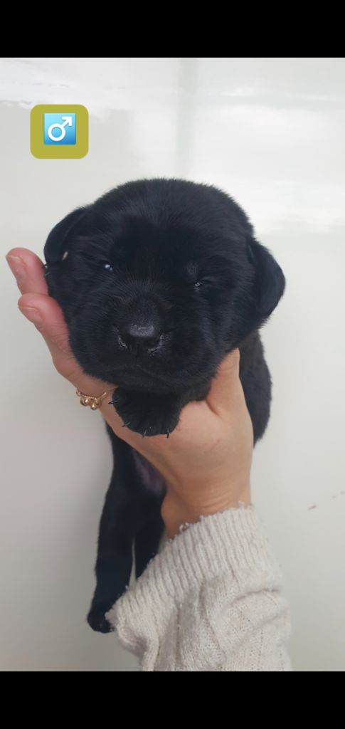 Du Jardin Des Capucines - Chiots disponibles - Labrador Retriever