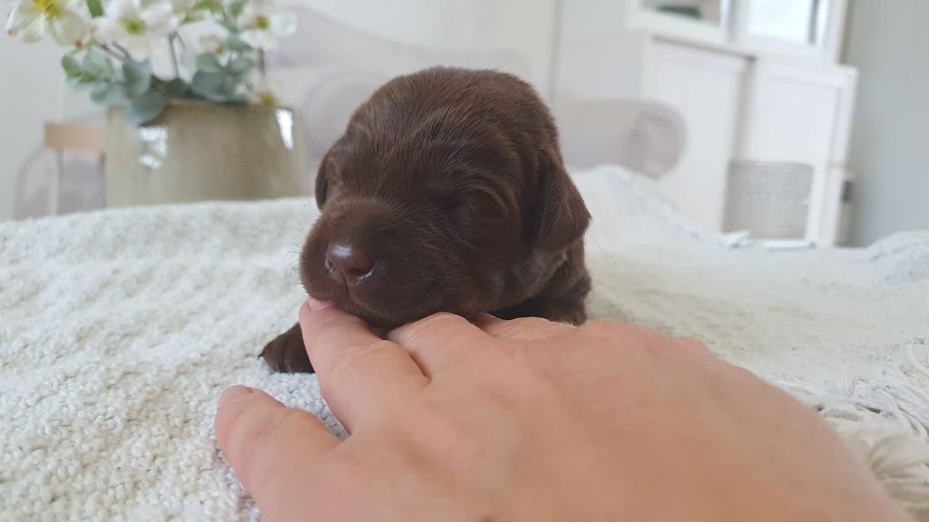 Du Jardin Des Capucines - Chiots disponibles - Labrador Retriever