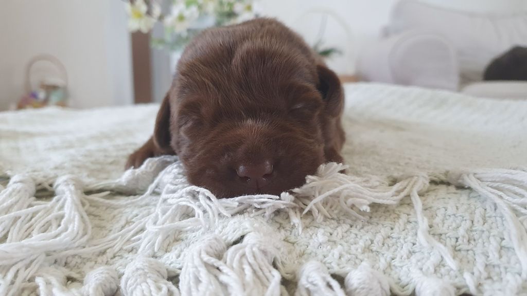 Du Jardin Des Capucines - Chiots disponibles - Labrador Retriever