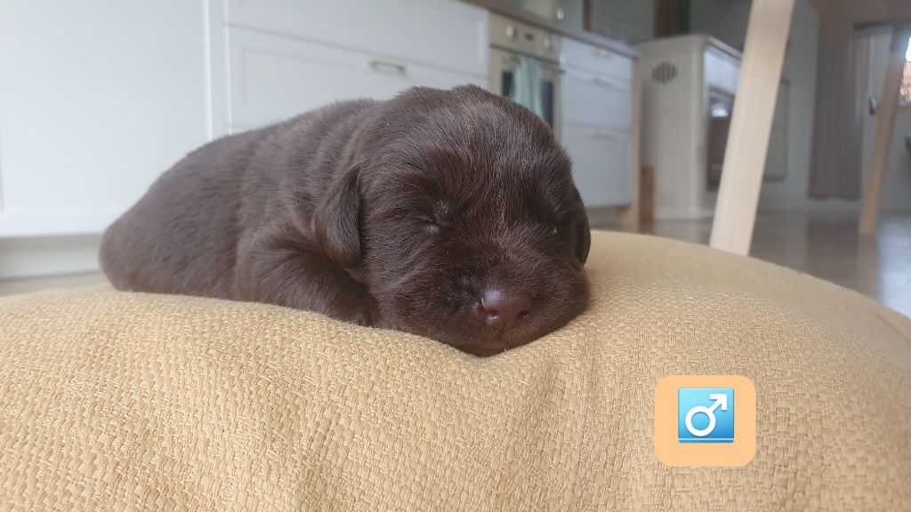 Du Jardin Des Capucines - Chiots disponibles - Labrador Retriever