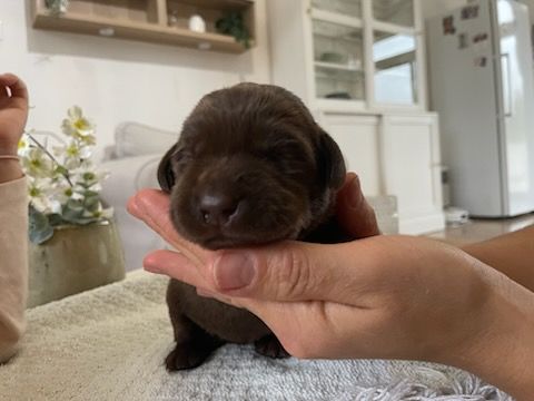Du Jardin Des Capucines - Chiots disponibles - Labrador Retriever