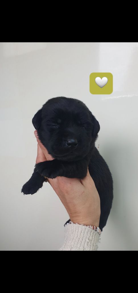 Du Jardin Des Capucines - Chiots disponibles - Labrador Retriever