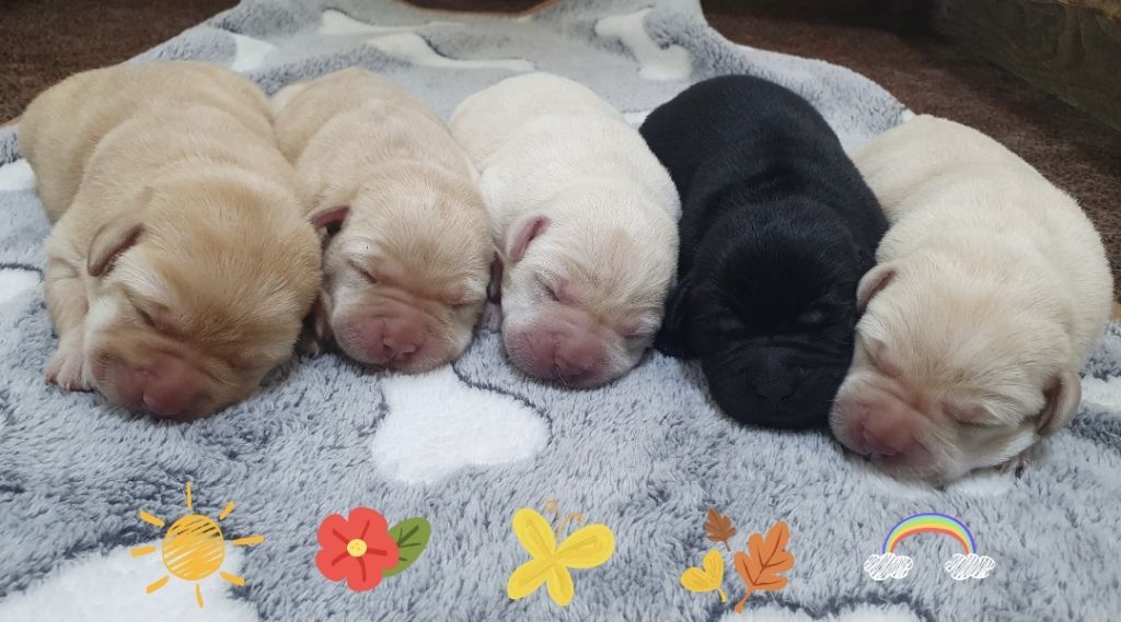 Du Jardin Des Capucines - Labrador Retriever - Portée née le 17/10/2025