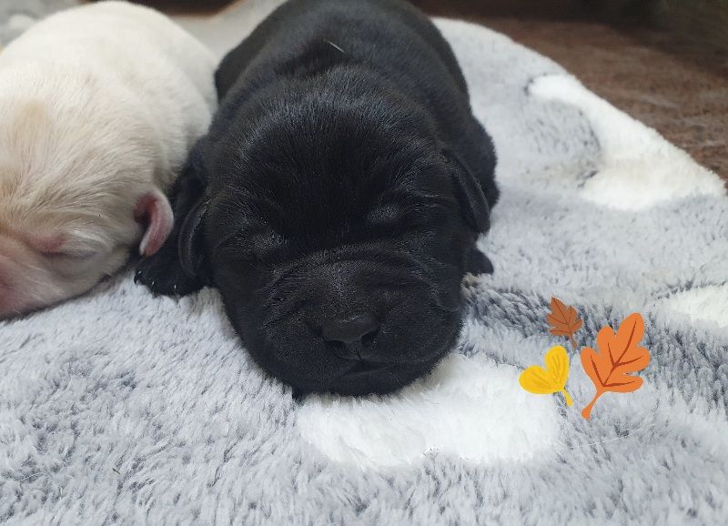 Du Jardin Des Capucines - Chiots disponibles - Labrador Retriever